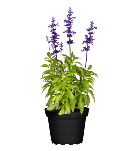 Mehliger Salbei 'Farina® Violet'