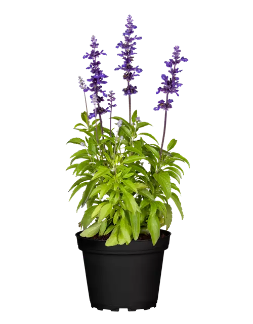 Mehliger Salbei 'Farina® Violet'