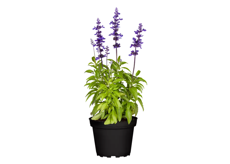 Mehliger Salbei 'Farina® Violet'