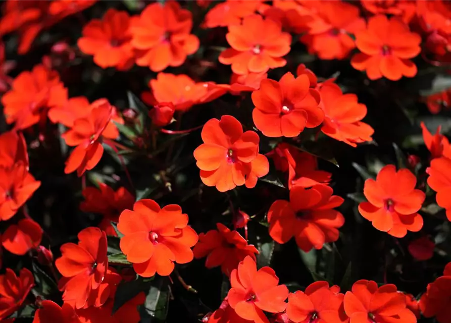 Sonnenlieschen 'SunPatiens® Compact Orange'