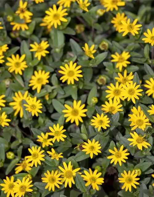 Husarenknopf 'Solaris® Yellow'