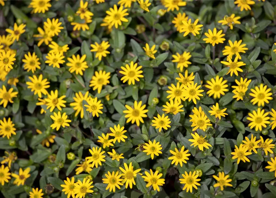 Husarenknopf 'Solaris® Yellow'