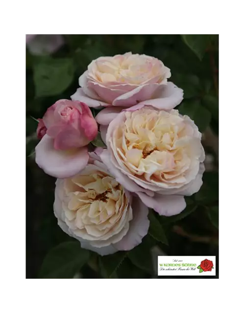 Strauchrose 'Herkules'®