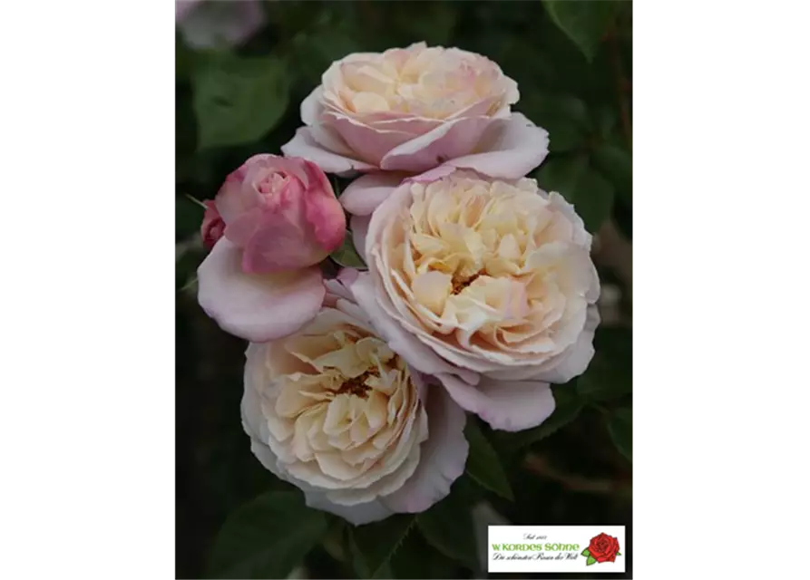 Strauchrose 'Herkules'®