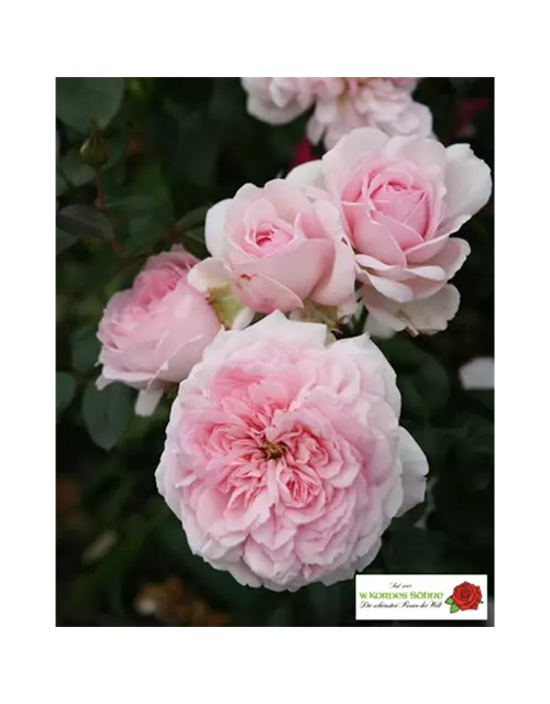 Strauchrose 'Alexandra - Princesse de Luxembourg'®