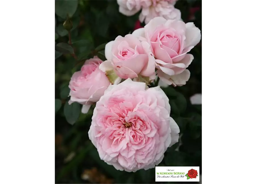 Strauchrose 'Alexandra - Princesse de Luxembourg'®