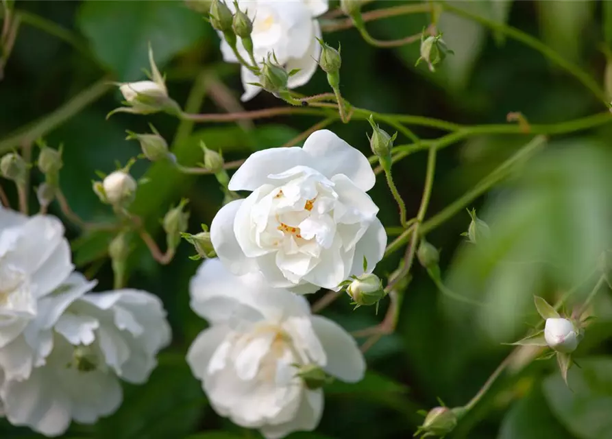 Kletterrose 'Bobby James'