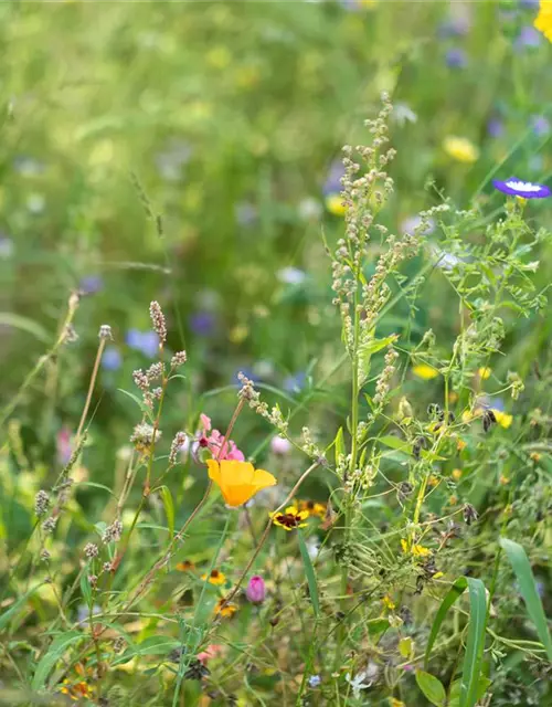 Wildblumen