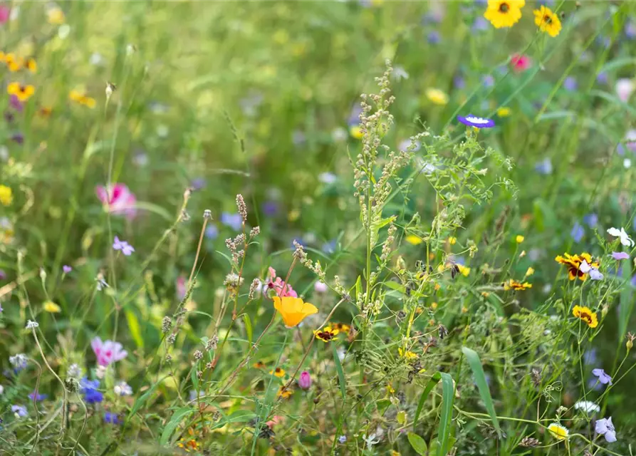 Wildblumen