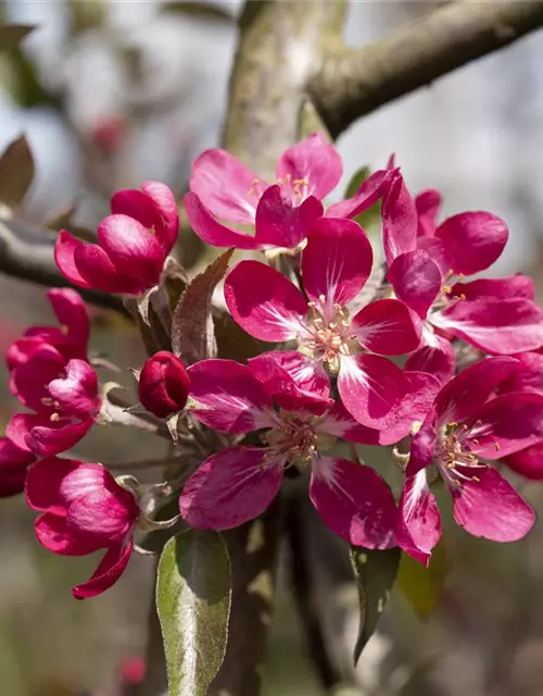 Zierapfel 'Mokum'