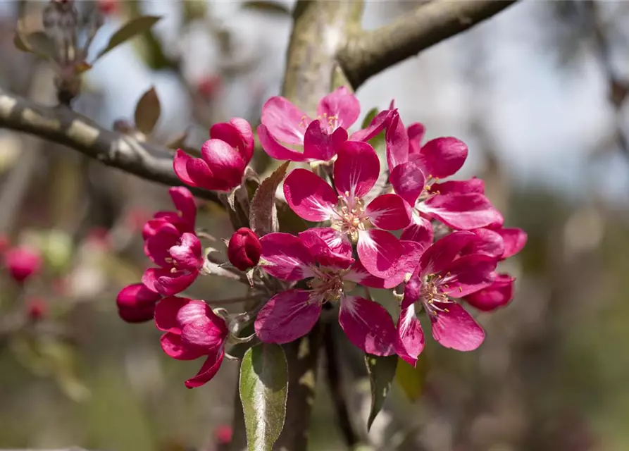 Zierapfel 'Mokum'