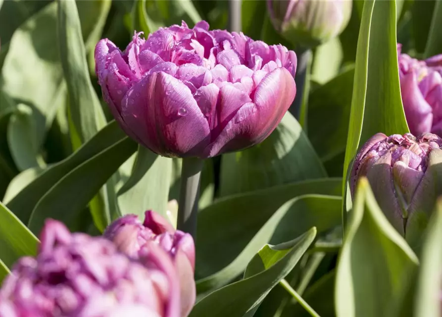 Tulpe 'Double Flag'