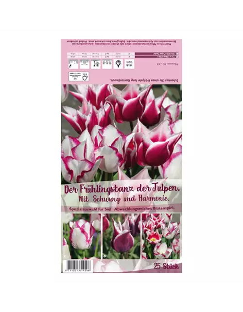 Tulpen-Mix 'Frühlingstanz der Tulpen'