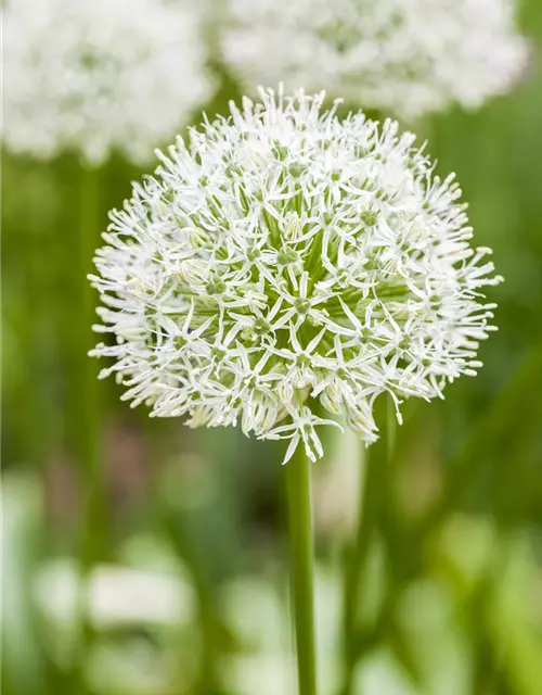 Zierlauch (Allium) 'Ping Pong'