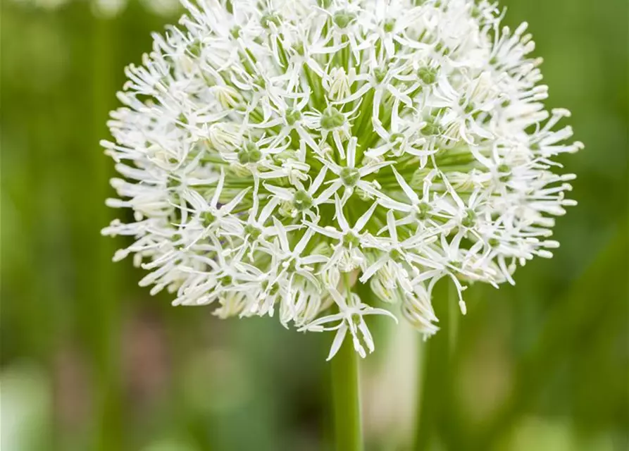 Zierlauch (Allium) 'Ping Pong'