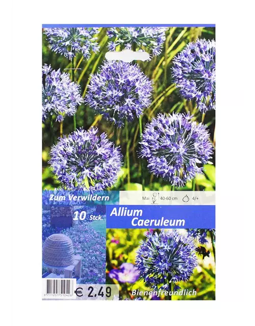 Blaublühender Zierlauch (Allium) 'Caeruleum'