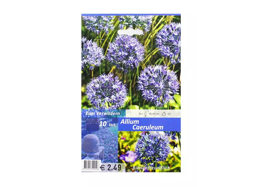 Blaublühender Zierlauch (Allium) 'Caeruleum'