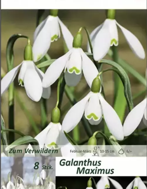 Schneeglöckchen (Galanthus) 'Maximus'