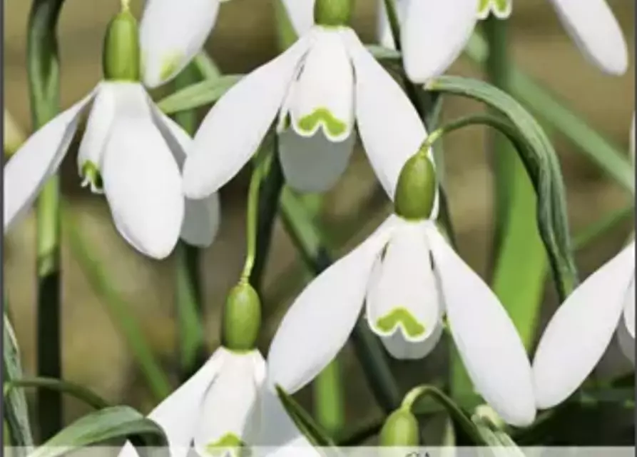 Schneeglöckchen (Galanthus) 'Maximus'