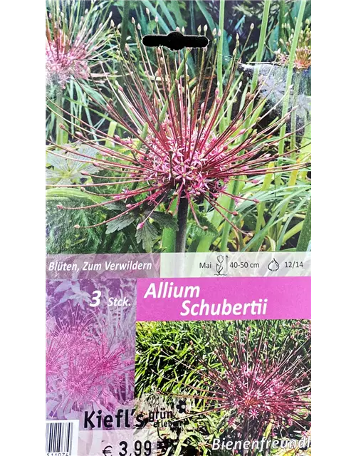 Zierlauch (Allium) 'Schubertii'