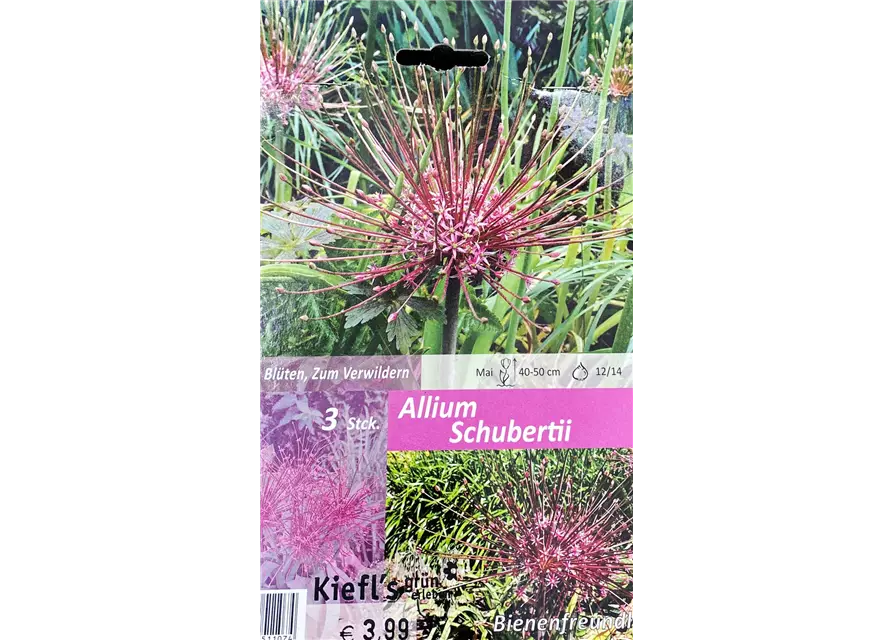 Zierlauch (Allium) 'Schubertii'