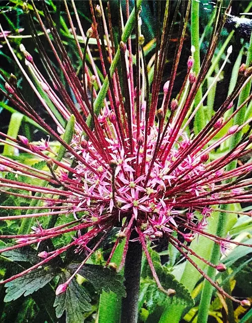 Zierlauch (Allium) 'Schubertii'