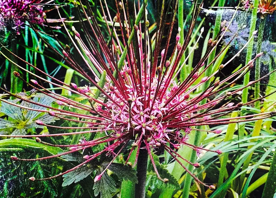 Zierlauch (Allium) 'Schubertii'