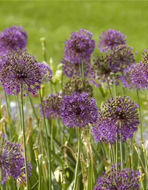 Riesen-Zierlauch 'Globemaster' (Allium)