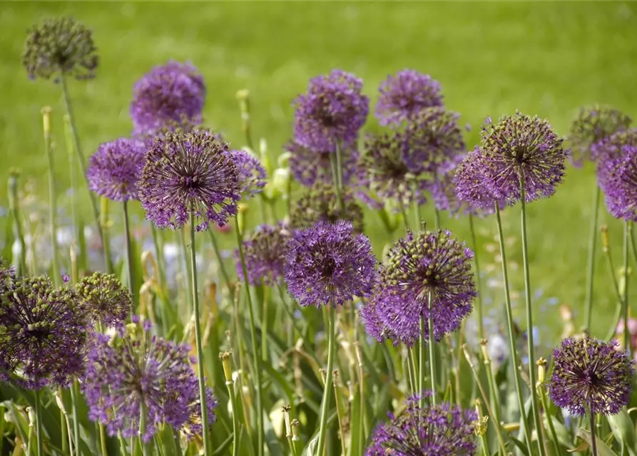 Riesen-Zierlauch 'Globemaster' (Allium)