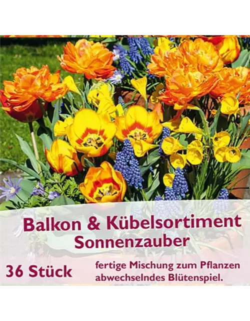 Balkon- und Kübelsortiment 'Sonnenzauber'