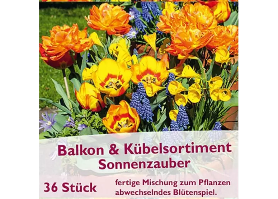 Balkon- und Kübelsortiment 'Sonnenzauber'