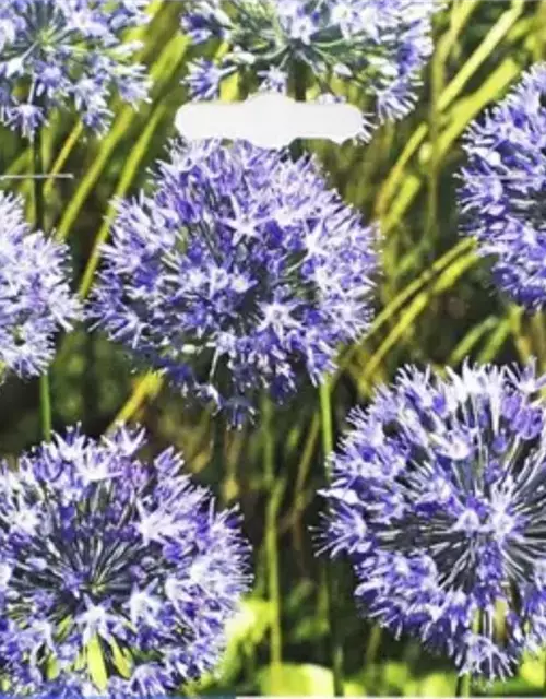 Blaublühender Zierlauch (Allium) 'Caeruleum'