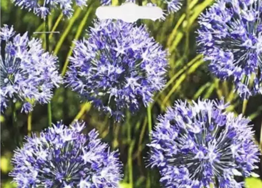 Blaublühender Zierlauch (Allium) 'Caeruleum'