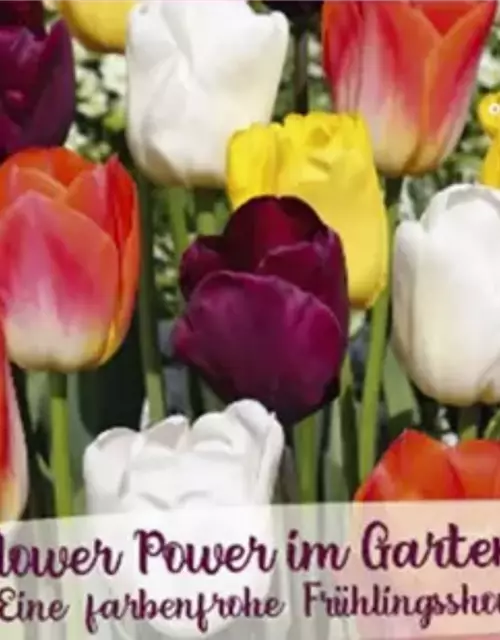 Tulpen-Mix 'Flower Power im Garten'