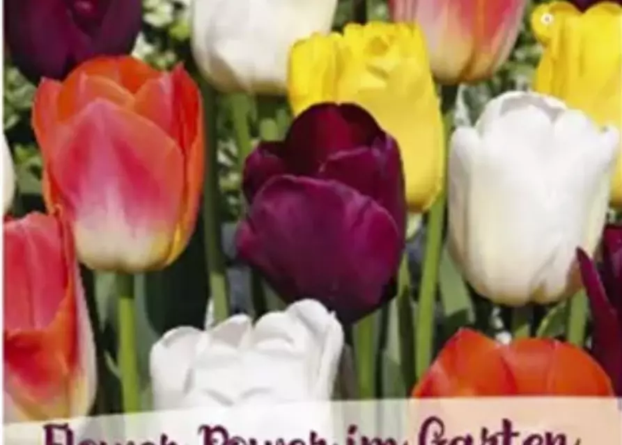 Tulpen-Mix 'Flower Power im Garten'