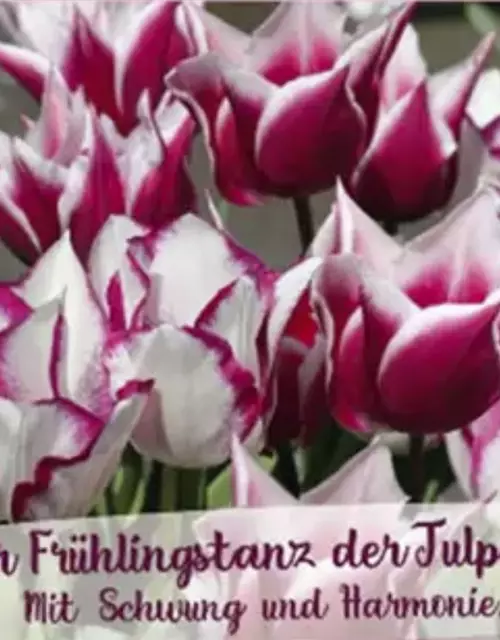 Tulpen-Mix 'Frühlingstanz der Tulpen'