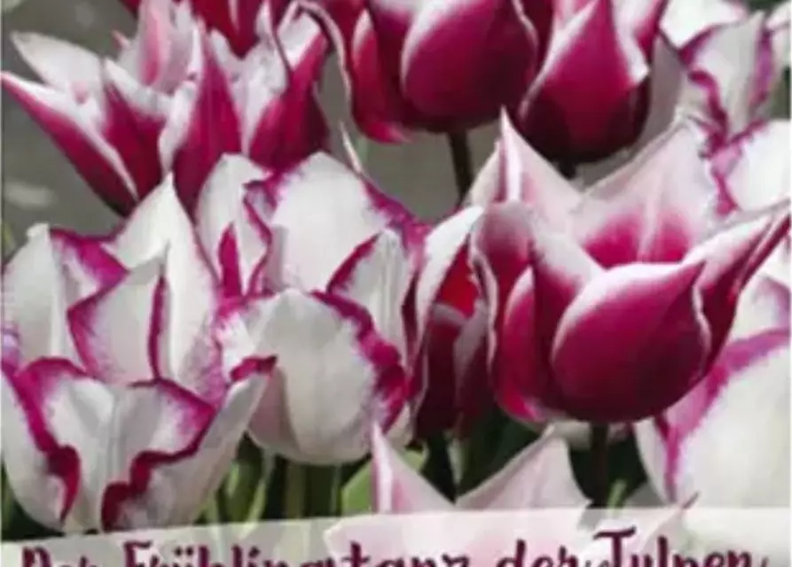 Tulpen-Mix 'Frühlingstanz der Tulpen'