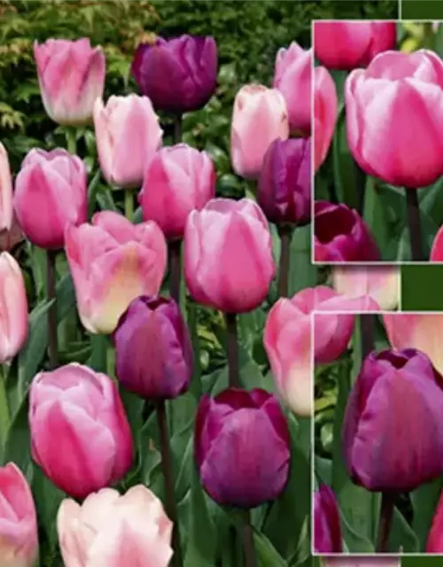 Tulpen-Mix 'Hokus Pokus'