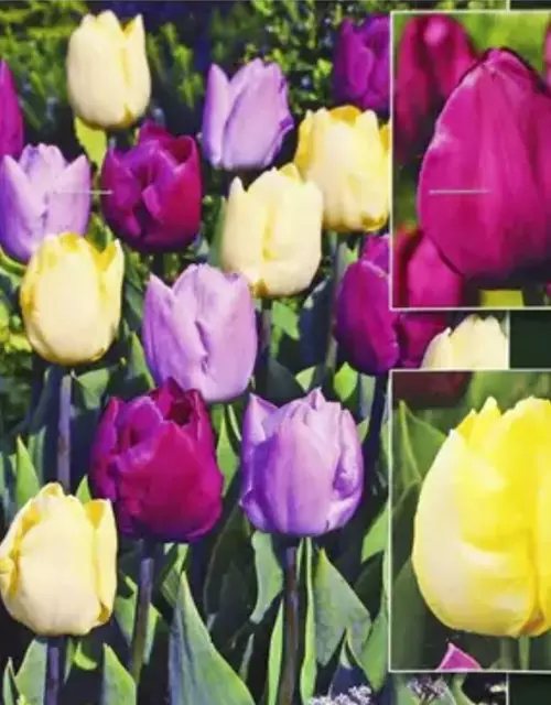 Tulpen-Mix 'Lila Pause, ich liebe es '