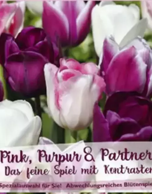 Tulpen-Mix 'Pink, Purpur & Partner'