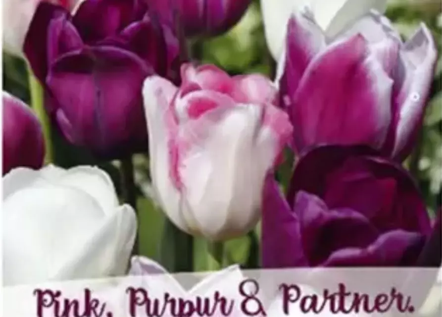 Tulpen-Mix 'Pink, Purpur & Partner'