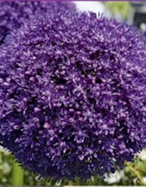 Zierlauch (Allium) 'Ambassador'