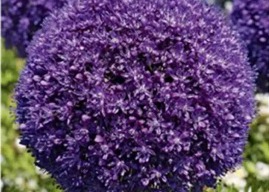 Zierlauch (Allium) 'Ambassador'