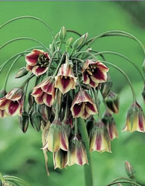 Zierlauch (Allium) 'Siculum'