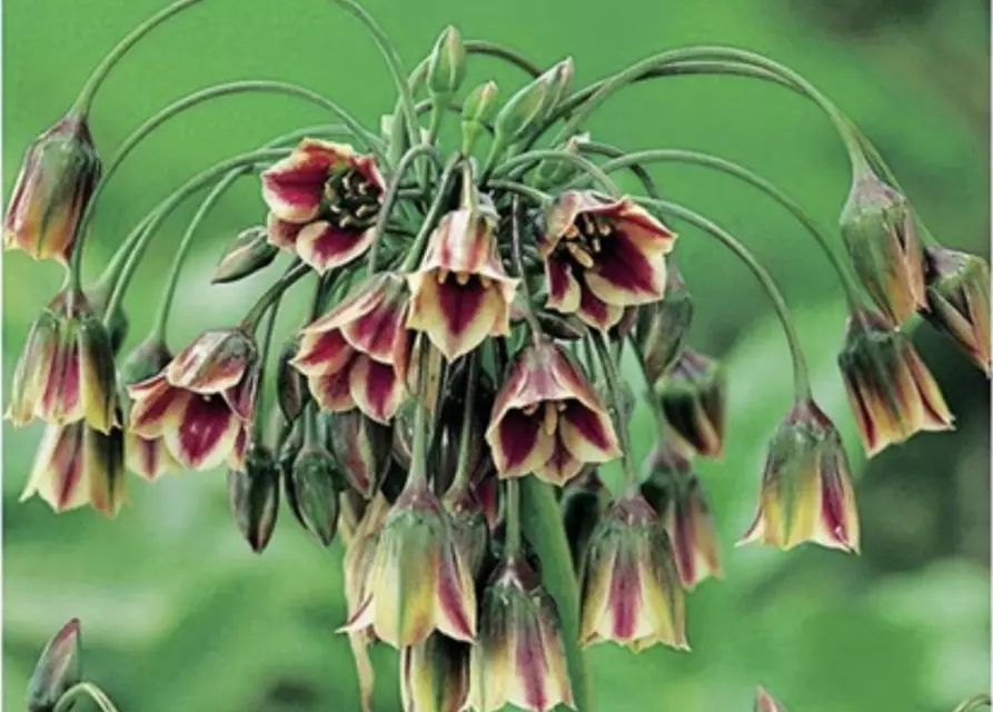 Zierlauch (Allium) 'Siculum'