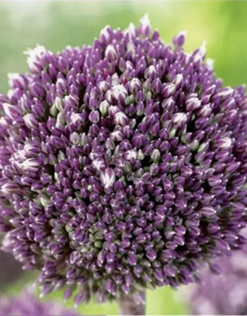 Zierlauch (Allium) 'Summer Drummer'