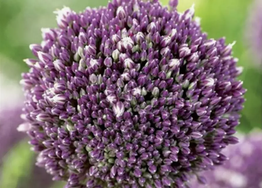 Zierlauch (Allium) 'Summer Drummer'