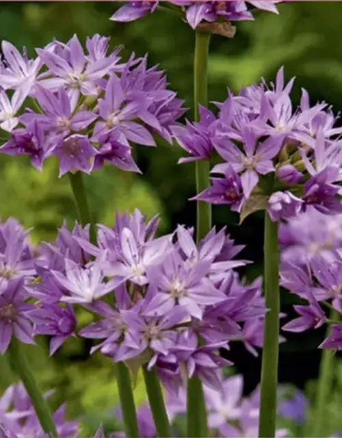 Zierlauch Allium 'Eros' violett rosa