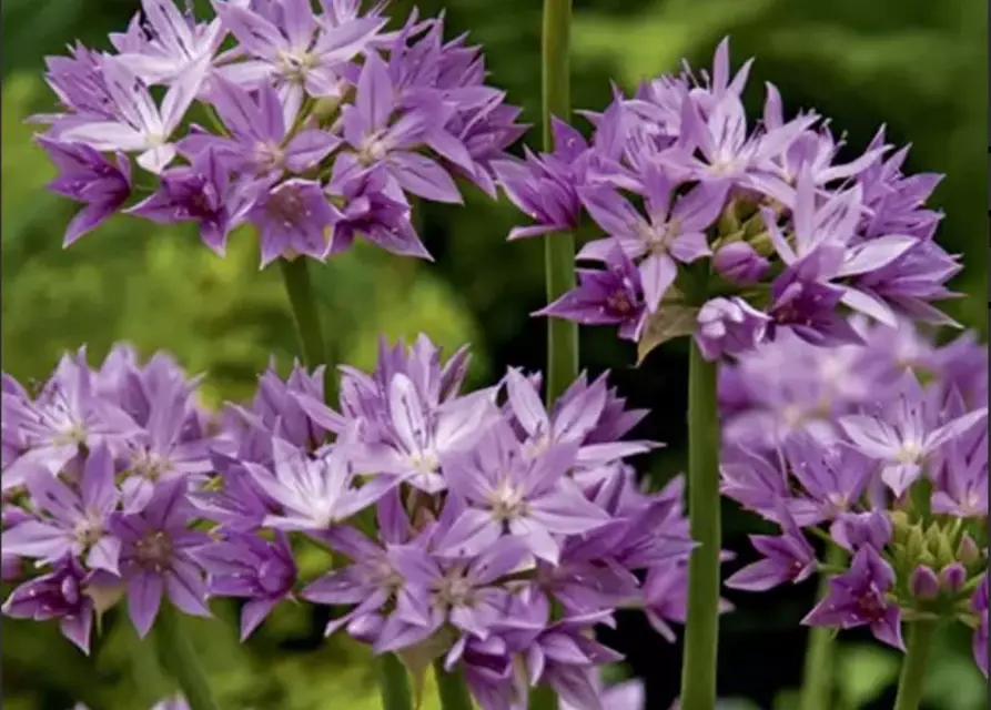 Zierlauch Allium 'Eros' violett rosa