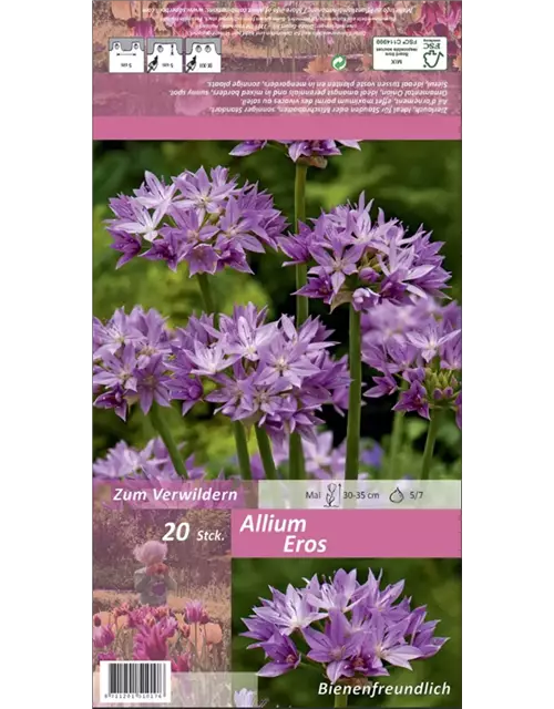 Zierlauch Allium 'Eros' violett rosa